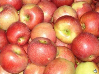 BSGPO яблука груші cливи черешня вишня виробник фруктів
