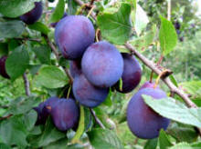 SADY KRAJNY the fruit production apples pears plums cherries Bialosliwie Poland