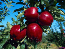 BSGPO SADY KRAJNY Äpfel Birnen Pflaumen Süßkirschen Sauerkirschen Polen
