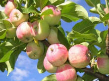 SADY KRAJNY the fruit production apples pears plums cherries Bialosliwie Poland